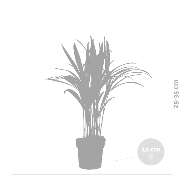 Bloomique - Dypsis Lutescens - Goldpalme - Areca - Palme - Zimmerpflanzen - Luftreinigend - Tierfreundlich - 30-40 cm Hoch - Topf 12 cm