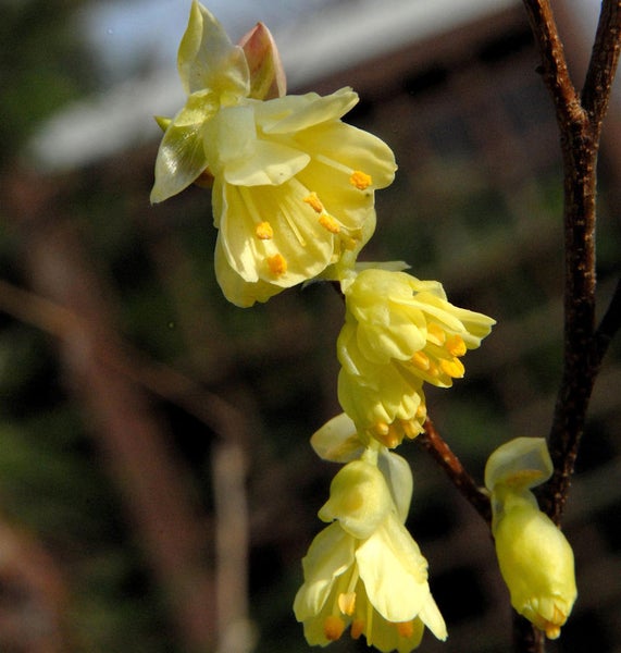 Nahaufnahme von gelben Japanischen Wachsglockenblumen am Zweig
