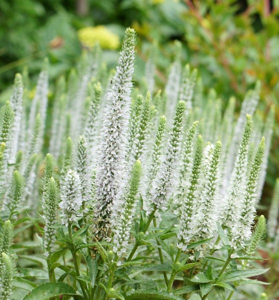 Blütenstand von Veronica longifolia in einem Garten.