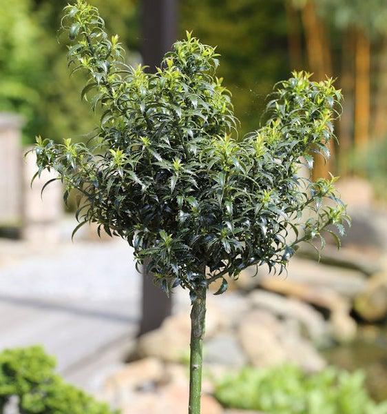 Ilex crenata 'Dark Green' Kugel auf Stamm im Garten