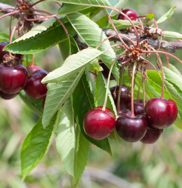 Kirschen am Baum mit Blättern