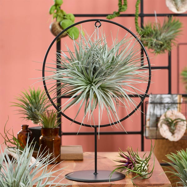 Bloomique - Tillandsia im Zierring - Zimmerpflanze - Luftpflanzen Echt - Tillandsien - Sehr Pflegeleicht - Höhe 30cm