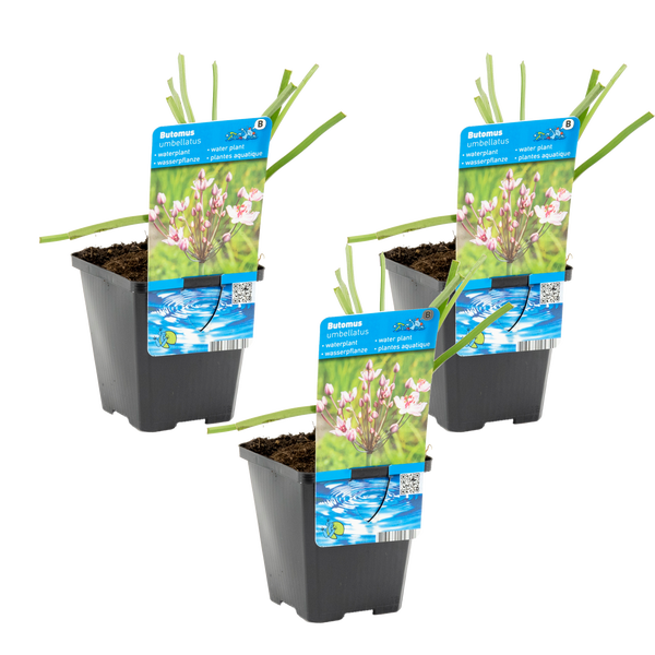 Drei Butomus umbellatus Wasserpflanzen in Kunststofftöpfen mit Informationsetikett.