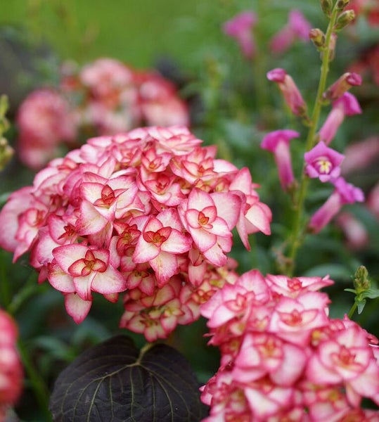 Nahaufnahme einer Bauernhortensie mit Blättern