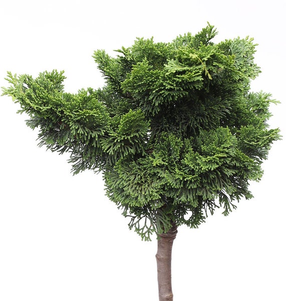 Hinoki Zypresse als Formgehölz