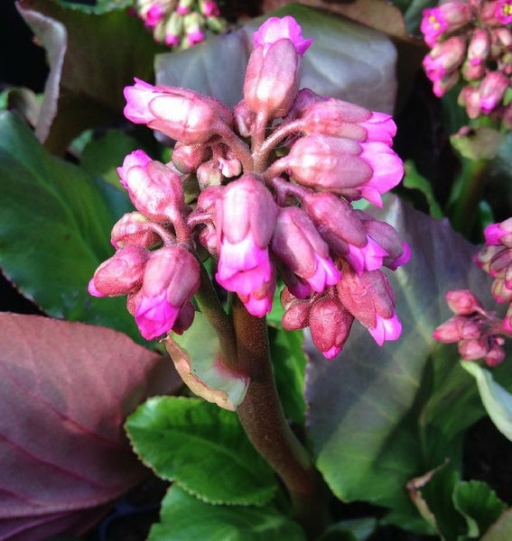 Blütenstand einer Bergenie mit rosa Blüten