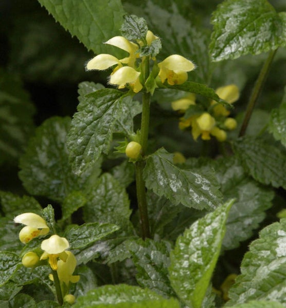 Gelbe Taubnessel im Detail