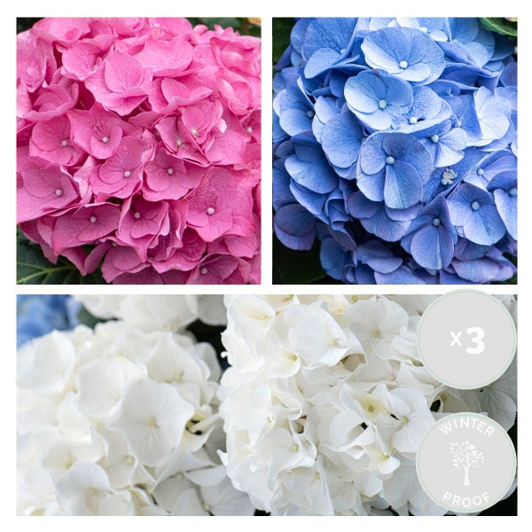 Bloomique - 3er-Mix - Hydrangea Macrophylla - Rosa, Blau, Weiß - Hortensie - Bauernhortensie - Gartenpflanzen - Winterhart - 20-30 cm Hoch - Topf 10,5 cm