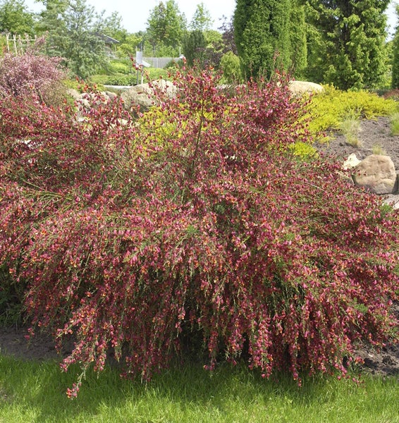 Blühender Ginsterstrauch im Garten