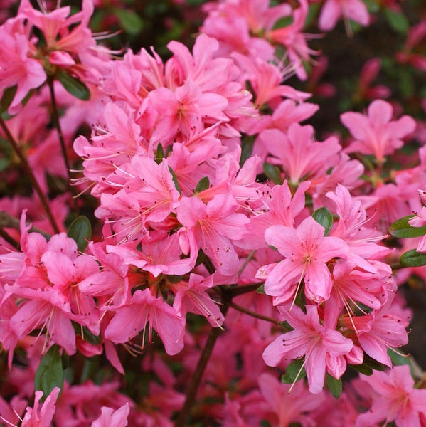 Nahaufnahme einer Azalee mit Blüten