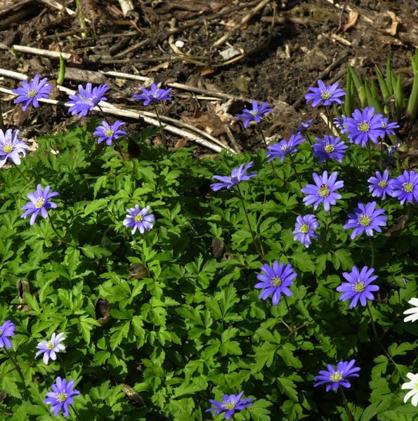 Blüte von Anemone blanda im Gartenbeet