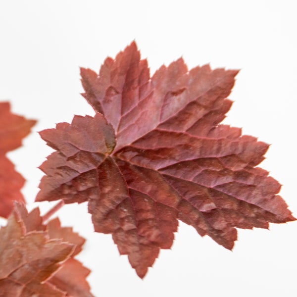Heuchera micrantha 'Palace Purple' - Glockenblume - Staude - Winterherz – ⌀9 cm - ↕10-15 cm