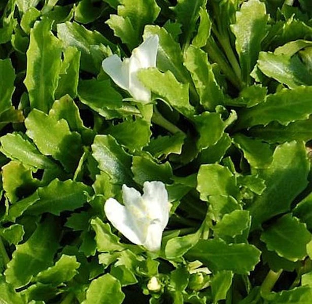 Blühende Korianderpflanze im Detail