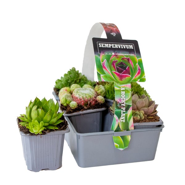 Bloomique - 6er-Mix - Sempervivum-Mischung - Hauswurz - Gartenpflanzen - Winterhart - Bodendecker - Höhe 8-12 cm - Topf 7 cm