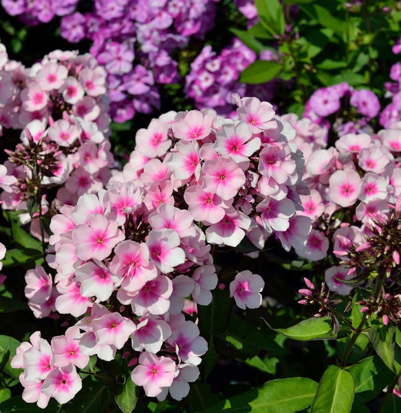 Nahaufnahme von rosa und lila Phloxblüten in voller Blüte