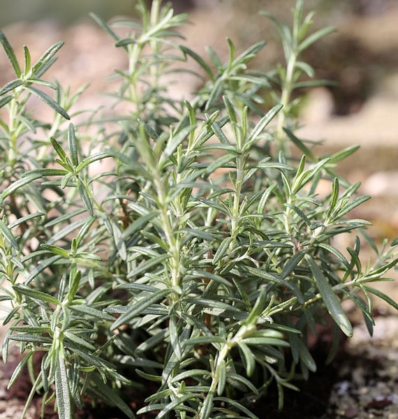 Rosmarinpflanze im Garten