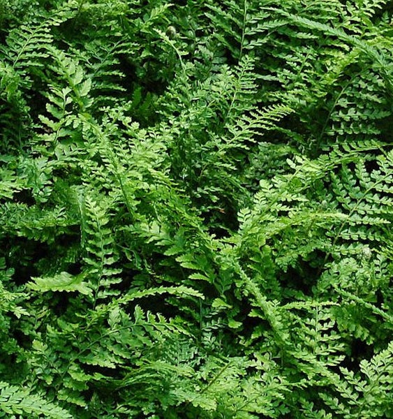 Detailaufnahme eines grünen Frauenhaarfarns.