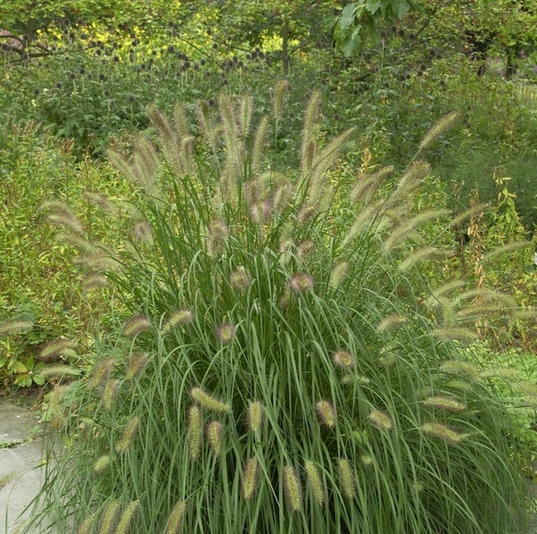 Pennisetum Gartenpflanze im Außenbereich
