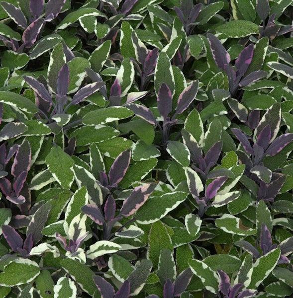 Nahaufnahme von Salbeipflanzen