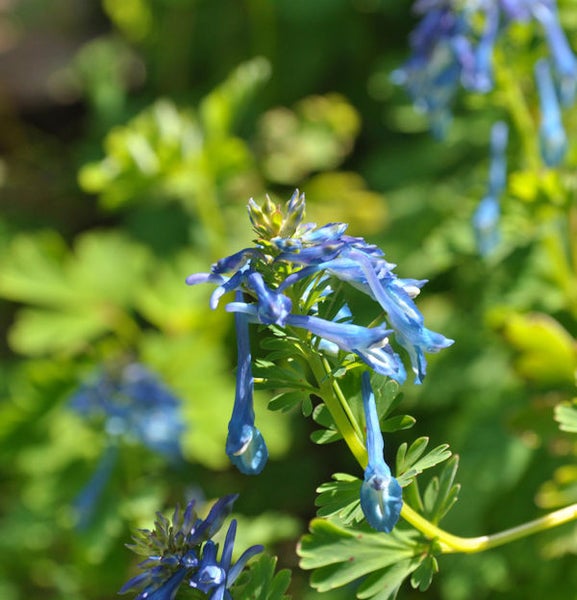 Nahaufnahme von blauem Lerchensporn