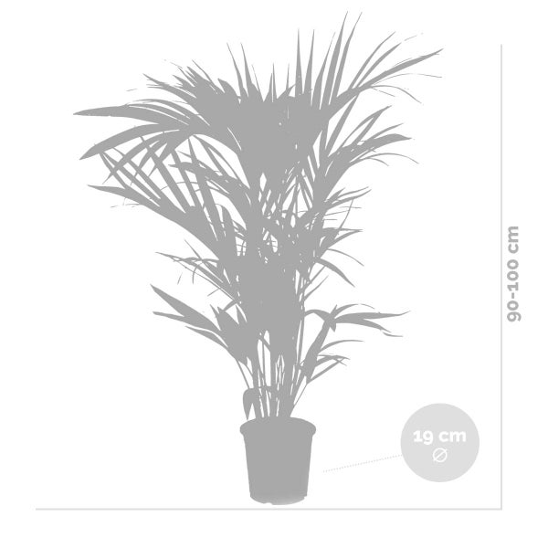 Bloomique - 2er Set - Howea Forsteriana - Kentia Palme - Zimmerpflanzen - Pflegeleicht - Haustierfreundlich - Höhe 90-100 cm - Topf 19 cm