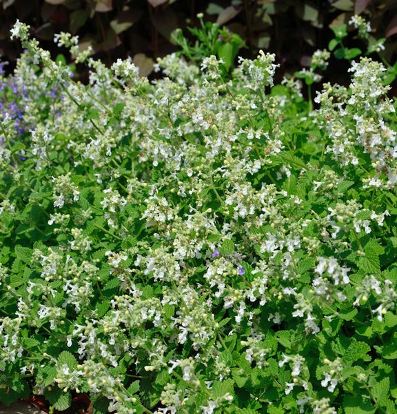 Nahaufnahme einer üppigen Katzenminze mit vielen Blüten