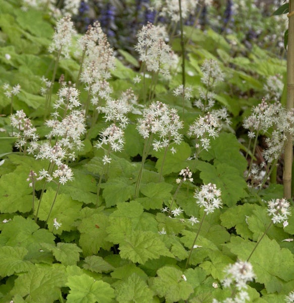 Schaumblüte mit grünen Blättern im Gartenbeet