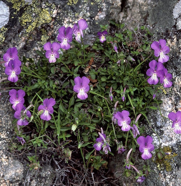 Blühende Alpenveilchenpflanze im Felsen