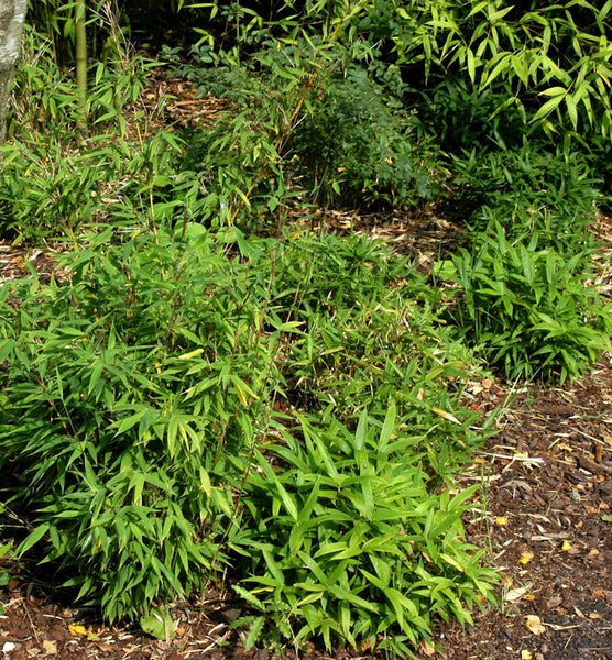 Bambuspflanzen im Gartenbeet