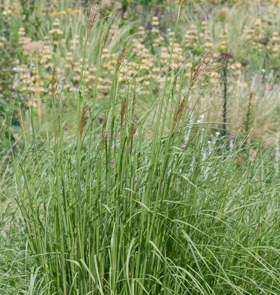 Pflanzen von Pfeifengras im Garten.