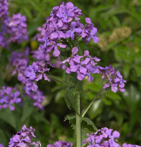 Nahaufnahme einer mehrjährigen Silberblattpflanze im Garten.