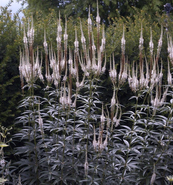 Gruppe von Ehrenpreis Pflanzen im Garten.
