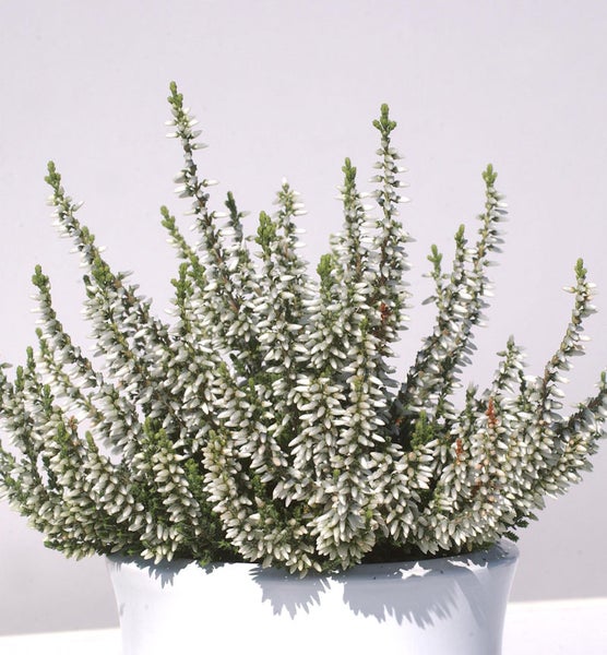 Besenheide mit weißen Blüten in einem Topf