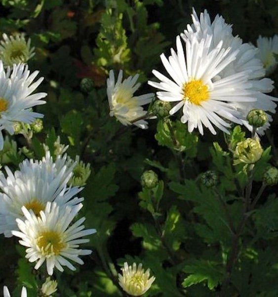 Nahaufnahme von weißen Chrysanthemen im Garten.
