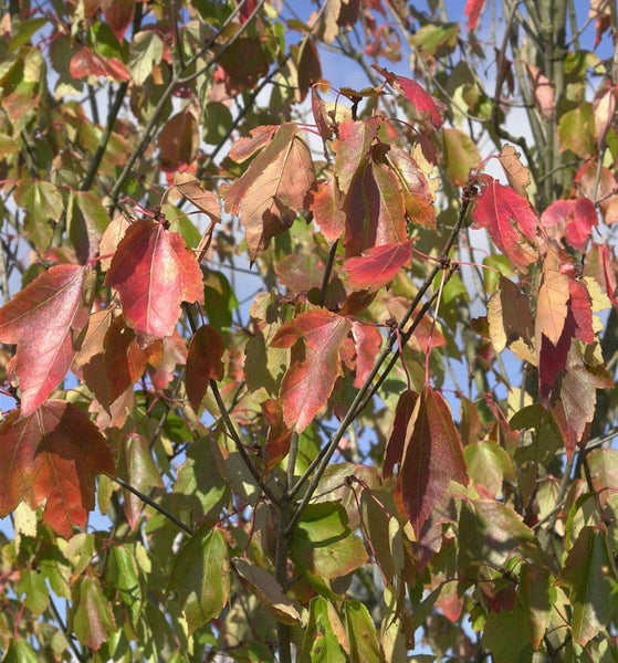 Nahaufnahme eines Baumes mit Blättern