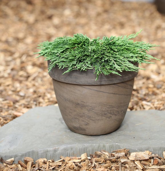 Zypresse in einem Topf auf einem Stein im Freien