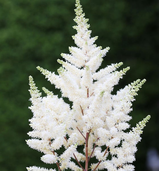 Nahaufnahme einer weißen Prachtspiere