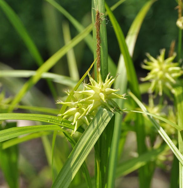 Nahaufnahme von Seggenpflanze mit stacheligen Blütenständen