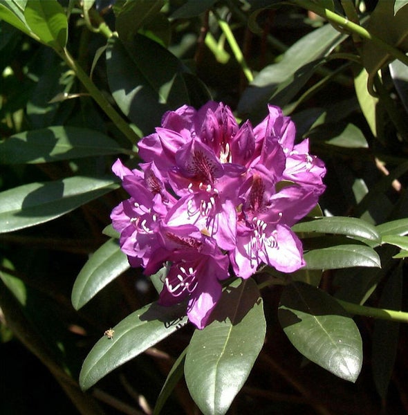 Nahaufnahme einer lila Rhododendronblüte mit grünen Blättern