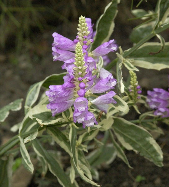 Physostegia mit Blüten und Blättern