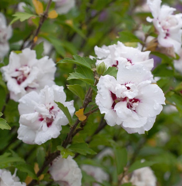 Nahaufnahme von weißem Hibiskus mit roten Akzenten