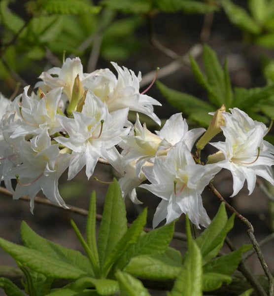 Nahaufnahme einer blühenden Azalee