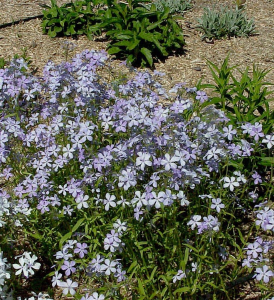 Blütenmeer aus Teppich-Phlox im Gartenbeet
