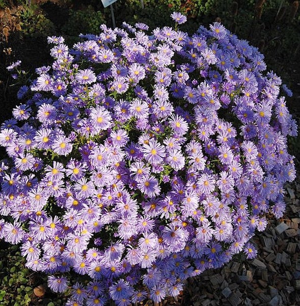 Blühende Raublatt-Aster im Garten