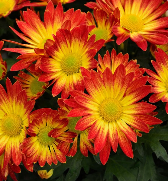 Nahaufnahme von rot-gelben Chrysanthemenblüten