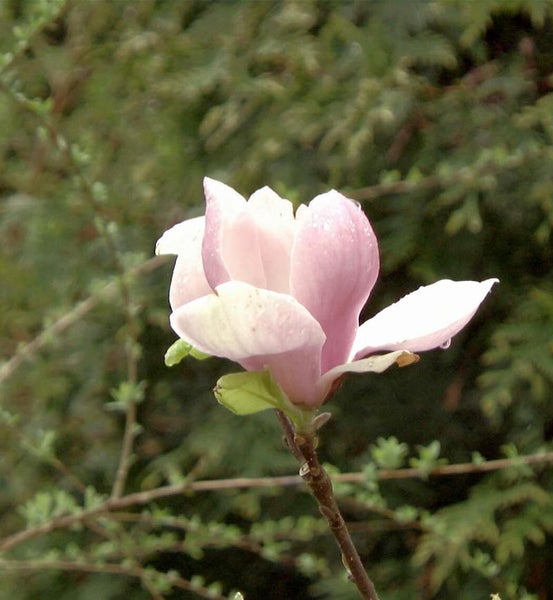 Nahaufnahme einer einzelnen rosa Magnolienblüte auf einem Stiel