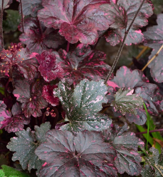 Nahaufnahme einer Purpurglöckchen Pflanze mit dekorativen Blättern