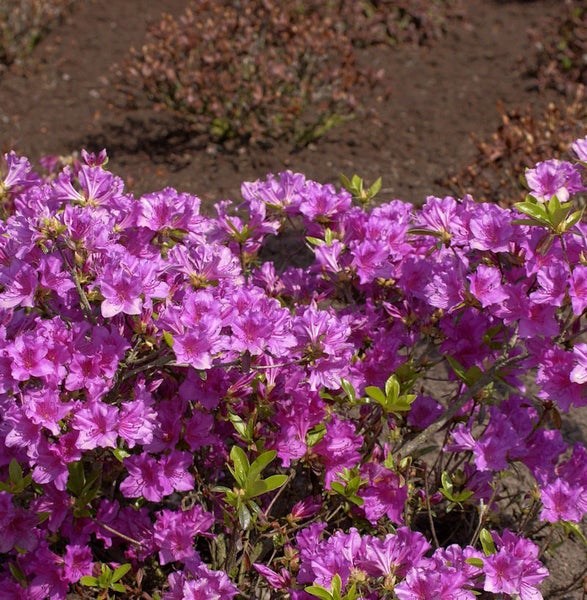 Azaleenstrauch mit lila Blüten im Garten