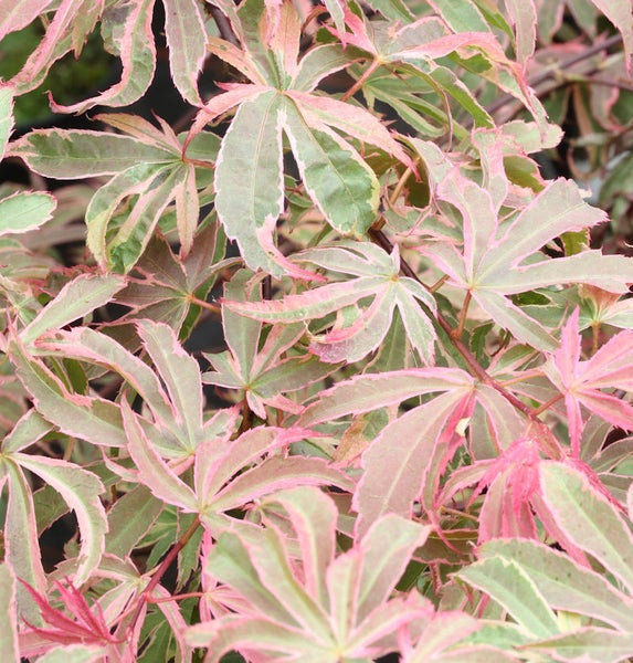 Nahaufnahme von Ahornlaub mit rosa Rändern.