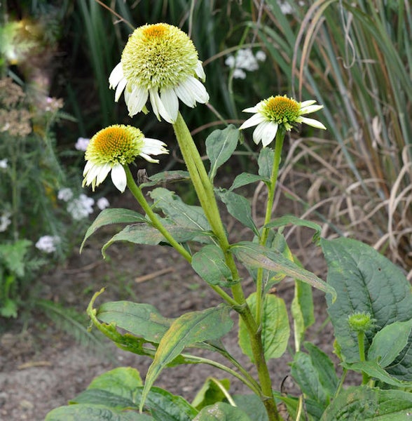 Blühende Echinacea Pflanze im Garten